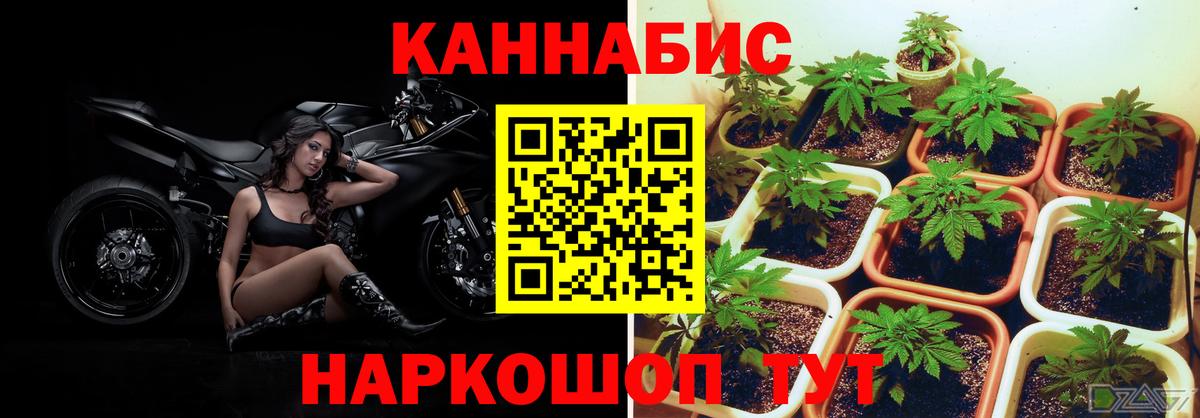 Конопля SATIVA & INDICA  МАРИХУАНА план  Вход с VPN  Пыть-Ях 